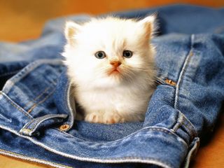 Cutest kitten pic 01