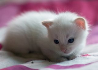 Cutest kitten pic 02