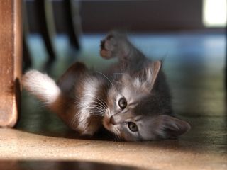 Cutest kitten pic 01