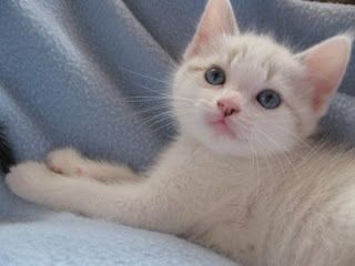 Cutest kitten pic 02