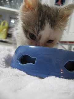 Cutest kitten pic 02