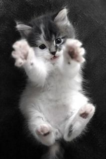 Cutest kitten pic 02