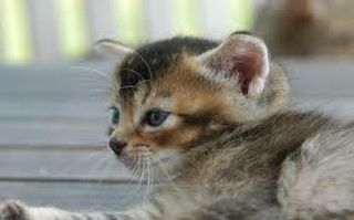 Cutest kitten pic 01