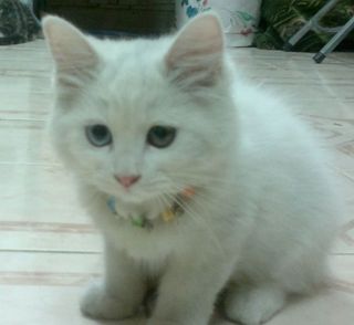 Cutest kitten pic 01