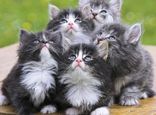 Cutest kitten pic 02