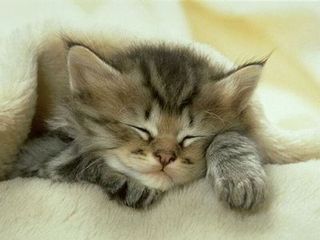 Cutest kitten pic 01