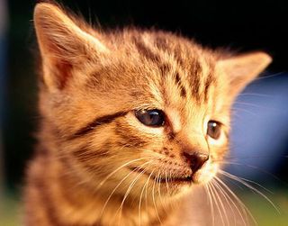 Click on the image to see another cute kitten photo