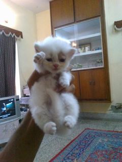 Cutest kitten pic 01