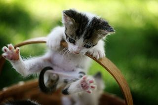 Click on the image to see another cute kitten photo