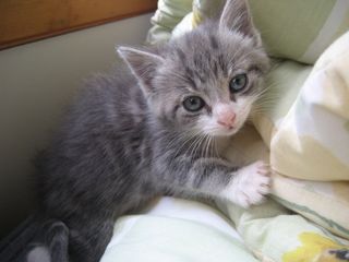 Cutest kitten pic 02