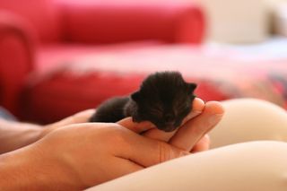 Cutest kitten pic 01