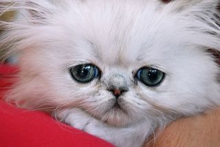 Cutest kitten pic 02