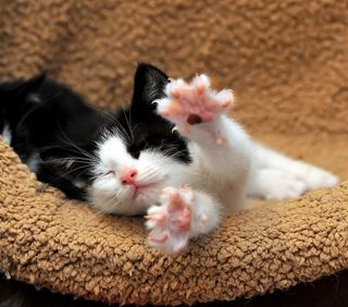 Cutest kitten pic 02