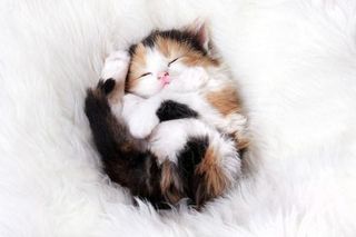 Cutest kitten pic 01