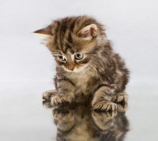 Cutest kitten pic 01