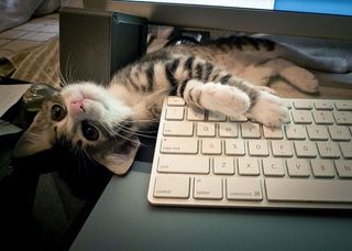 Click on the image to see another cute kitten photo