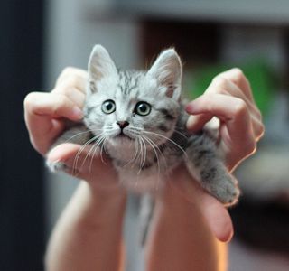 Cutest kitten pic 01