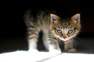 Cutest kitten pic 02