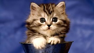 Cutest kitten pic 02