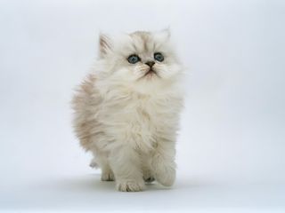 Cutest kitten pic 02