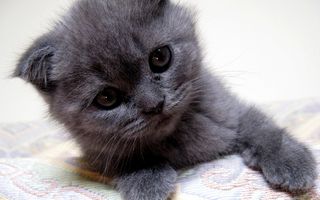 Cutest kitten pic 02