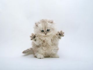 Cutest kitten pic 01