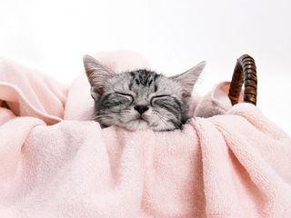 Cutest kitten pic 02