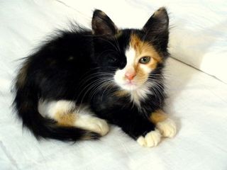 Cutest kitten pic 02