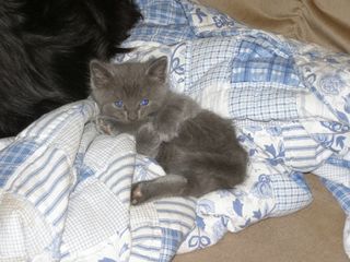 Cutest kitten pic 01