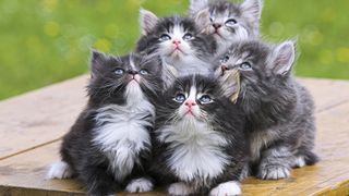 Cutest kitten pic 01