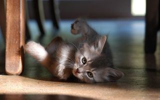 Click on the image to see another cute kitten photo