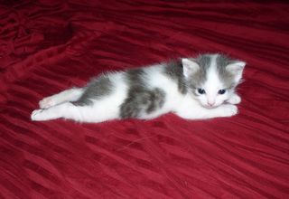 Cutest kitten pic 02