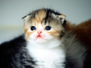 Cutest kitten pic 01