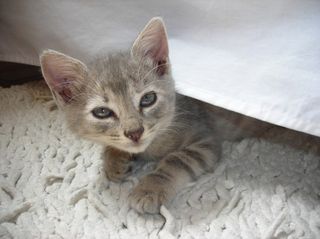 Cutest kitten pic 02