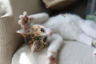 Cutest kitten pic 01