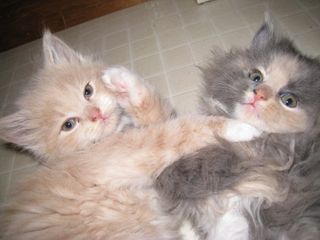 Cutest kitten pic 02