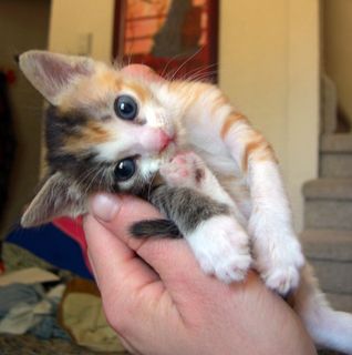 Cutest kitten pic 01