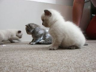 Cutest kitten pic 02