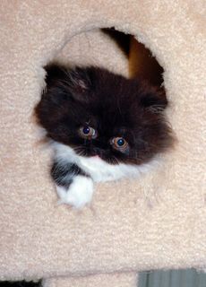 Cutest kitten pic 02