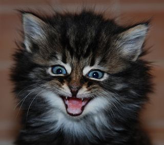 Cutest kitten pic 01