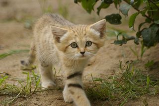 Click on the image to see another cute kitten photo