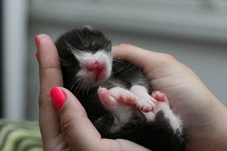 Cutest kitten pic 02