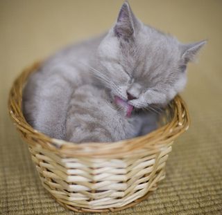 Cutest kitten pic 02