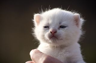 Cutest kitten pic 01