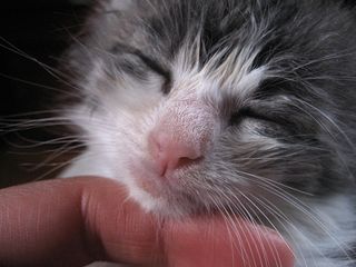 Cutest kitten pic 02