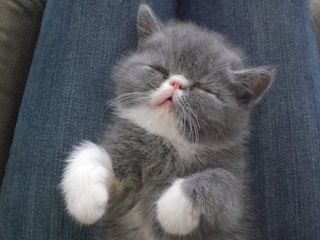 Cutest kitten pic 01