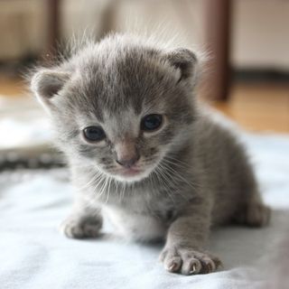 Cutest kitten pic 01