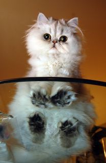 Cutest kitten pic 01