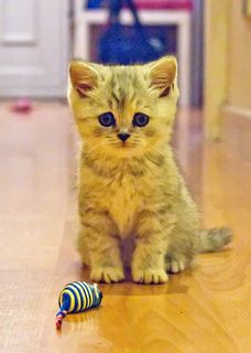 Cutest kitten pic 01