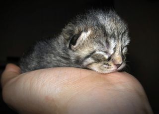 Click on the image to see another cute kitten photo